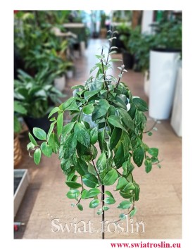 Eschynantus Variegata, Eszynantus Variegata, Aeschynanthus Variegata, Lipstick Plant, popularne rośliny doniczkowe