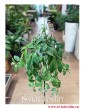 Eschynantus Variegata, Eszynantus Variegata, Aeschynanthus Variegata, Lipstick Plant, popularne rośliny doniczkowe