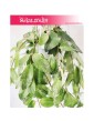 Eschynantus Variegata, Eszynantus Variegata, Aeschynanthus Variegata, Lipstick Plant 3