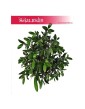 Oliwka europejska, Olea Europaea, Oliwka, Drzewko Oliwne, Drzewko Oliwkowe 2