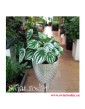 Peperomia Watermelon, Peperomia Argyreia, Świat Roslin, Kwiaty doniczkowe, rośliny doniczkowe