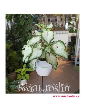 Caladium, Caladium White Wonder, Kaladium, Kaladium White Wonder, Caladium Kaladium Białe, kwiaty doniczkowe