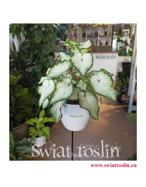 Caladium, Caladium White Wonder, Kaladium, Kaladium White Wonder, Caladium Kaladium Białe, kwiaty doniczkowe