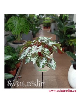 Begonia Rex Beleaf Asian Tundra, Begonia, Begonia Rex, Begonia Beleaf, kwiaty doniczkowe