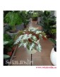 Begonia Rex Beleaf Asian Tundra, Begonia, Begonia Rex, Begonia Beleaf, kwiaty doniczkowe