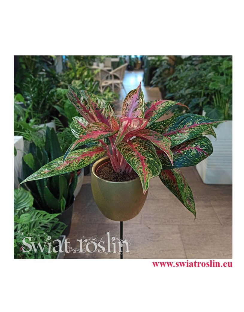 Aglaonema FLN002, Aglonema FLN002, rośliny doniczkowe, sklep z roslinami doniczkowymi, rośliny Kraków