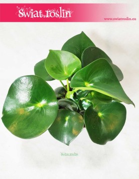 Peperomia Polybotrya Raindrop, Pieprzówka  3