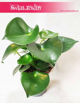 Peperomia Polybotrya Raindrop, Pieprzówka  4