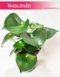 Peperomia Polybotrya Raindrop, Pieprzówka  4