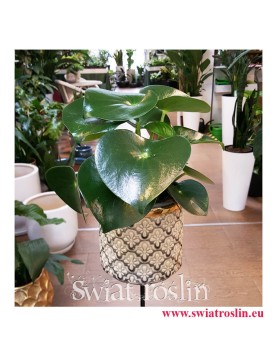 Peperomia Polybotrya Raindrop, Pieprzówka Polybotrya Raindrop wysyłka roślin