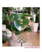 Peperomia Polybotrya Raindrop, Pieprzówka Polybotrya Raindrop wysyłka roślin