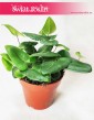 Nagółka Jarzębolistna, Hemionitis Arifolia, Papróć Nagółka Jarzębolistna 3