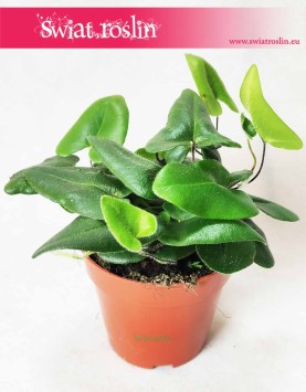 Nagółka Jarzębolistna, Hemionitis Arifolia, Papróć Nagółka Jarzębolistna 4
