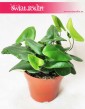 Nagółka Jarzębolistna, Hemionitis Arifolia, Papróć Nagółka Jarzębolistna 4