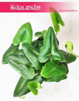 Nagółka Jarzębolistna, Hemionitis Arifolia, Papróć Nagółka Jarzębolistna 5