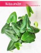 Nagółka Jarzębolistna, Hemionitis Arifolia, Papróć Nagółka Jarzębolistna 5