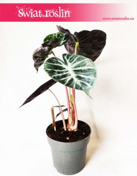 Alokazja Pink Dragon, Alocasia Pink Dragon, Zakleśń  2