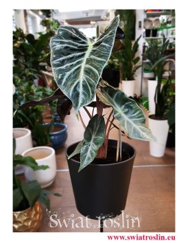 Alokazja Pink Dragon, Alocasia Pink Dragon, Zakleśń, rosliny na zielony parapet, rośliny tropikalne