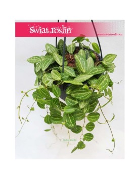 Dischidia Ovata Watermelon, Diszidia Ovata Watermelon, Diszidia, Opięta 3