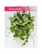 Dischidia Ovata Watermelon, Diszidia Ovata Watermelon, Diszidia, Opięta 3