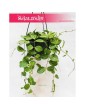 Dischidia Ovata Watermelon, Diszidia Ovata Watermelon, Diszidia, Opięta