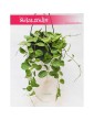 Dischidia Ovata Watermelon, Diszidia Ovata Watermelon, Diszidia, Opięta, rośliny doniczkowe Kraków