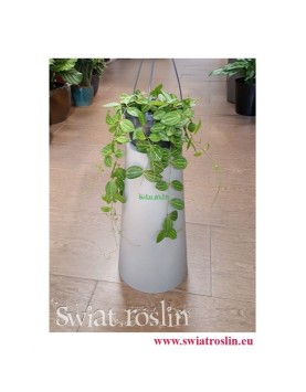 Dischidia Ovata Watermelon, Diszidia Ovata Watermelon, Diszidia, Opięta, rosly doniczkowe, tropikalne, egzotyczne