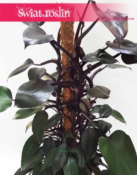 Filodendron Royal Queen, Philodendron Royal Queen 3