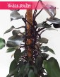 Filodendron Royal Queen, Philodendron Royal Queen 3