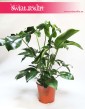 Filodendron Green Wonder, Philodendron Green Wonder