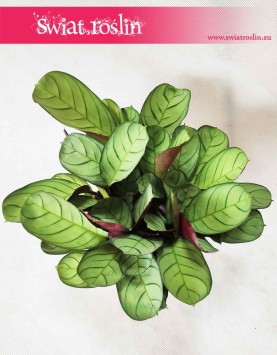 Ctenanthe burle-marxii ‘Amagris’, Ctenanthe Burle Marxii Amagris 2