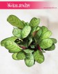 Ctenanthe burle-marxii ‘Amagris’, Ctenanthe Burle Marxii Amagris 2