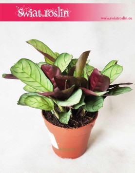 Ctenanthe burle-marxii ‘Amagris’, Ctenanthe Burle Marxii Amagris 3