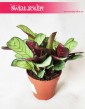 Ctenanthe burle-marxii ‘Amagris’, Ctenanthe Burle Marxii Amagris 3