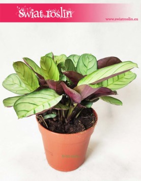 Ctenanthe burle-marxii ‘Amagris’, Ctenanthe Burle Marxii Amagris 4