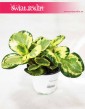 Peperomia Obtusifolia Golden Gate, Peperomia Tępolistna, Pieprzówka 2