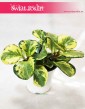 Peperomia Obtusifolia Golden Gate, Peperomia Tępolistna, Pieprzówka