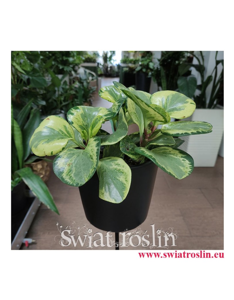 Peperomia Obtusifolia Golden Gate, Peperomia Tępolistna, Pieprzówka, rośliny egzotyczne, rośliny do biura, rośliny na parapet