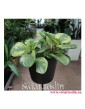 Peperomia Obtusifolia Golden Gate, Peperomia Tępolistna, Pieprzówka, rośliny egzotyczne, rośliny do biura, rośliny na parapet