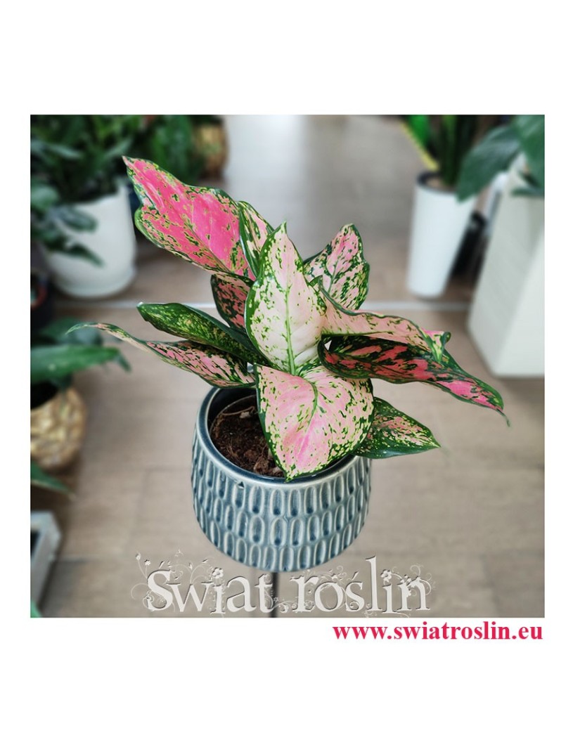 Aglaonema Spotted Star, Aglonema Spotted Star, Aglonema, rosliny doniczkowe, rośliny na zielony parapet, rośliny egzotyczne