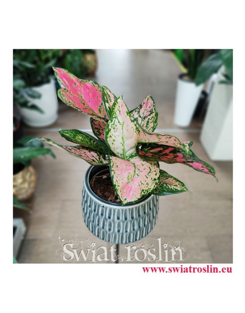 Aglaonema Spotted Star, Aglonema Spotted Star, Aglonema, rosliny doniczkowe, rośliny na zielony parapet, rośliny egzotyczne