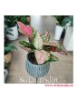 Aglaonema Spotted Star, Aglonema Spotted Star, Aglonema, rosliny doniczkowe, rośliny na zielony parapet, rośliny egzotyczne