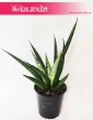 Sansevieria Queen Marble, Sansewieria Queen Marble, wężownica 2