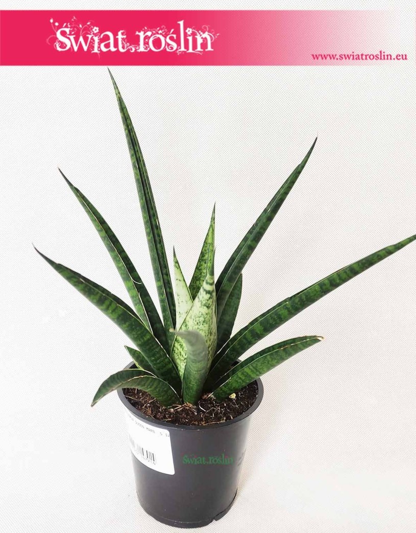 Sansevieria Queen Marble, Sansewieria Queen Marble, wężownica
