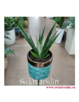 Sansevieria Queen Marble, Sansewieria Queen Marble, wężownica, rośliny egzotyczne, rośliny na zielony parapet