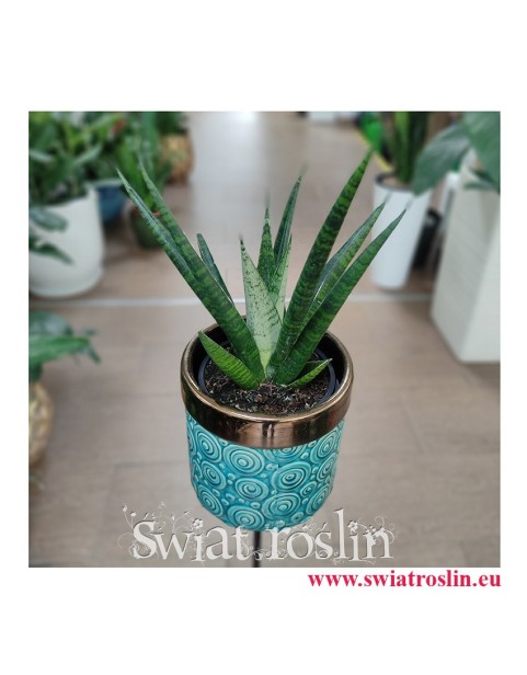 Sansevieria Queen Marble, Sansewieria Queen Marble, wężownica, rośliny egzotyczne, rośliny na zielony parapet