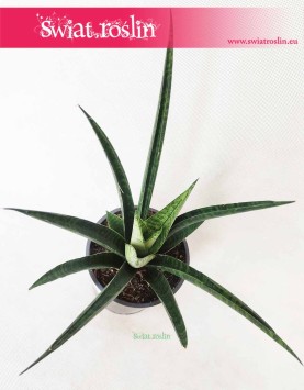 Sansevieria Queen Marble, Sansewieria Queen Marble, wężownica, rośliny tropikalne, rośliny do salonu