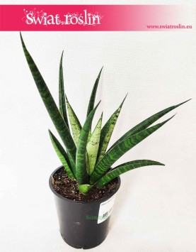 Sansevieria Queen Marble, Sansewieria Queen Marble, wężownica 3
