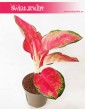 Aglaonema China Red, Aglonema China Red, Aglonema 2