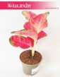 Aglaonema China Red, Aglonema China Red, Aglonema 3